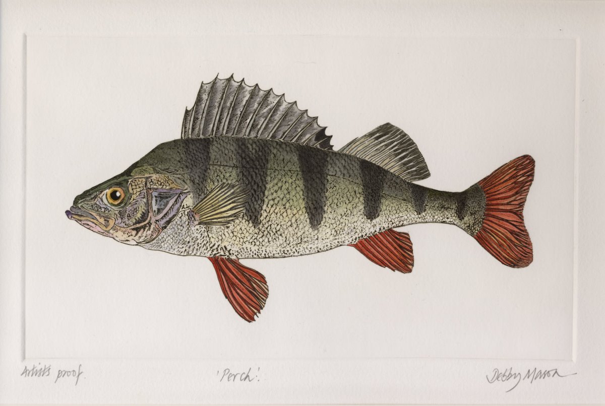 Perch - Fresh Water Fish Medium Prints Hand Coloured Etching Print by ...