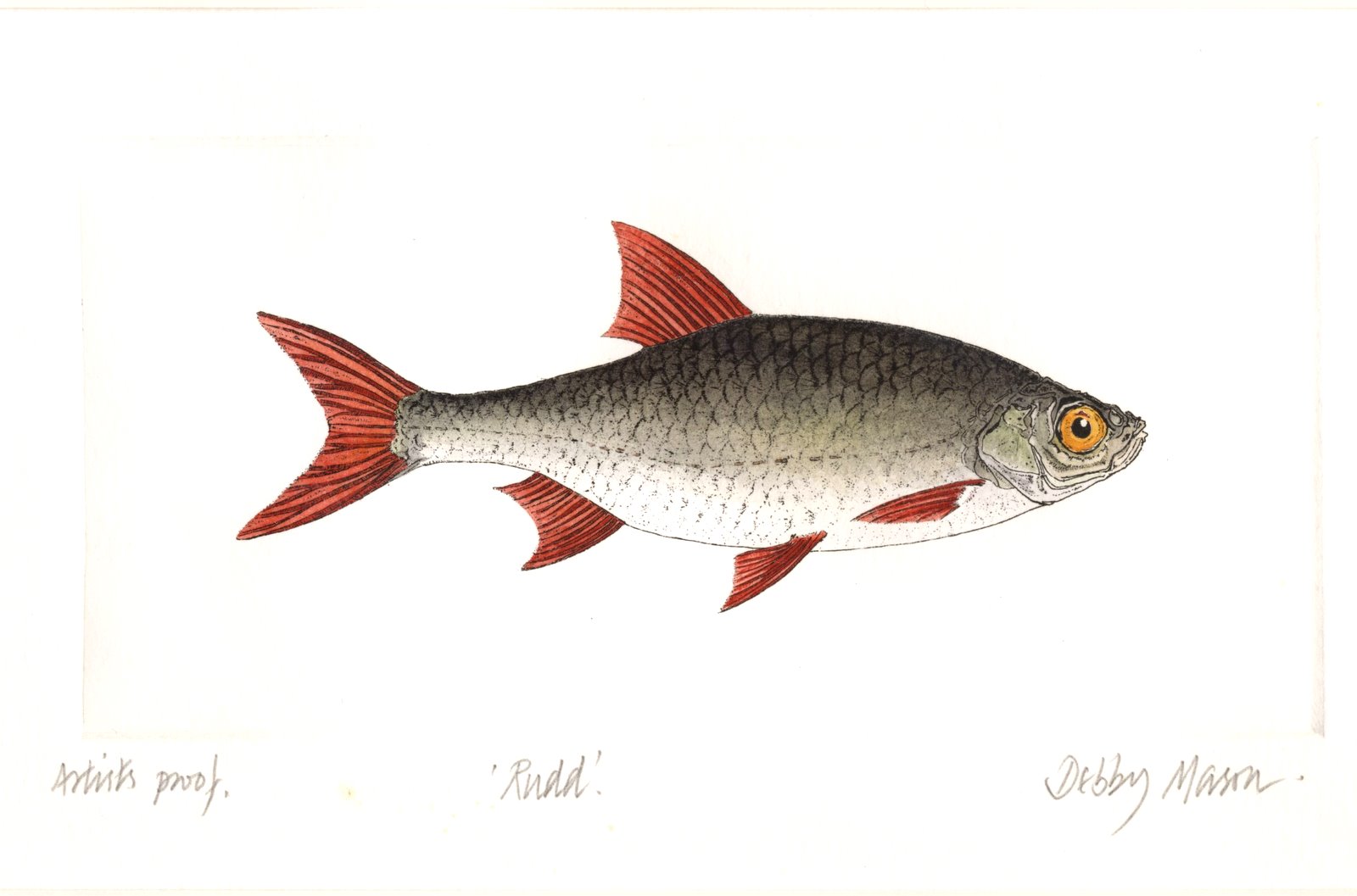 Rudd Fresh Water Fish Medium Prints Hand Coloured Etching Print by