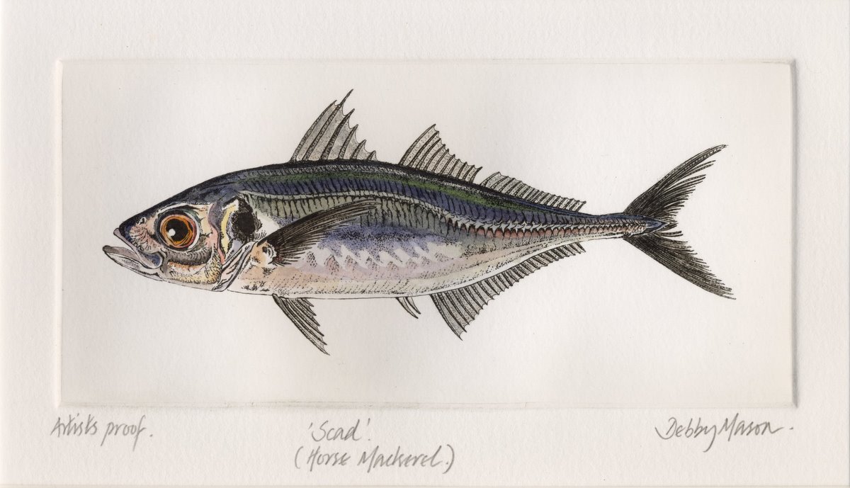 Scad (Horse Mackerel) - Salt Water Fish (UK) Small Prints Hand Coloured ...