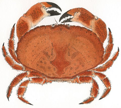 Brown Crab (IOM)