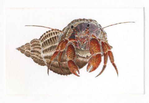 Hermit Crab II