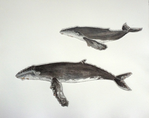 Humpback Whales