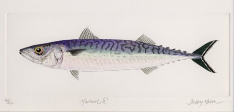 Mackerel III