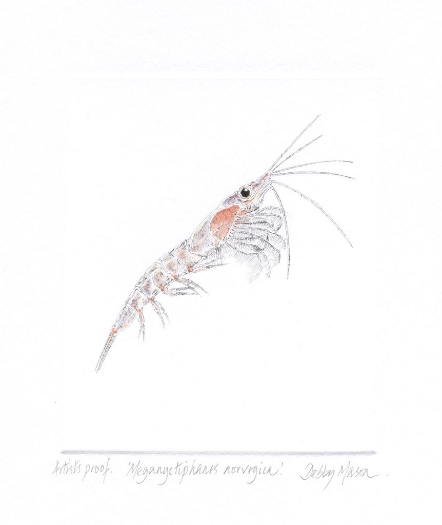 Meganyctiphanes norvegicus (Krill)