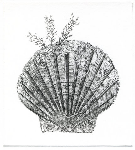 Scallop (From 'The Game Cook')