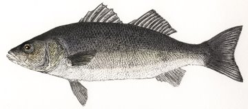 Sea Bass (IOM)