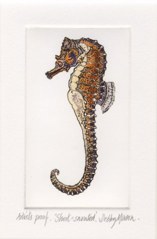 Short Snouted Sea Horse (H.hippocampus)