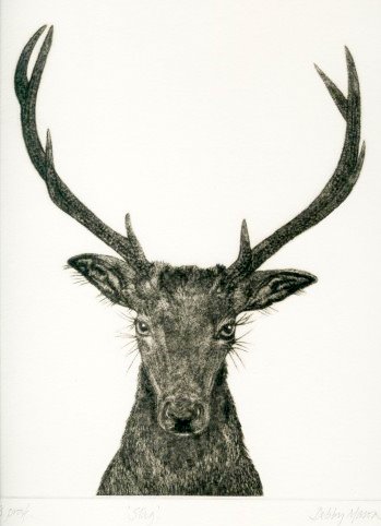 Stag (From 'The Game Cook')