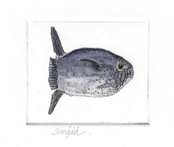 Sunfish Small