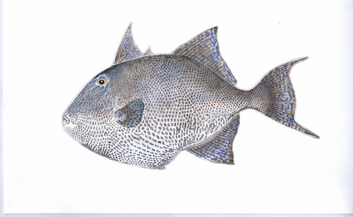 Grey Triggerfish