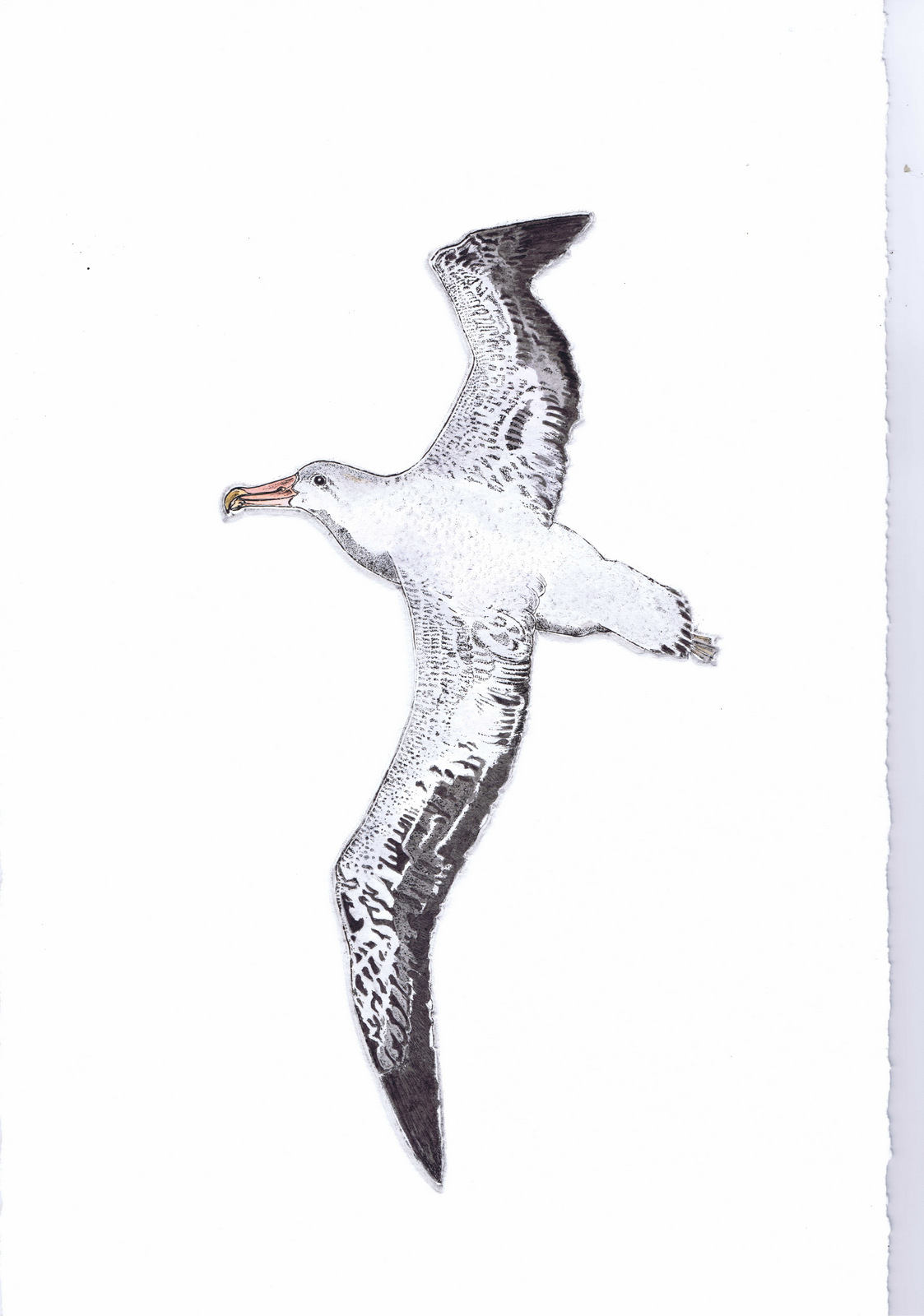 Albatross - Birds Small Prints Hand Coloured Etching Print by Artist