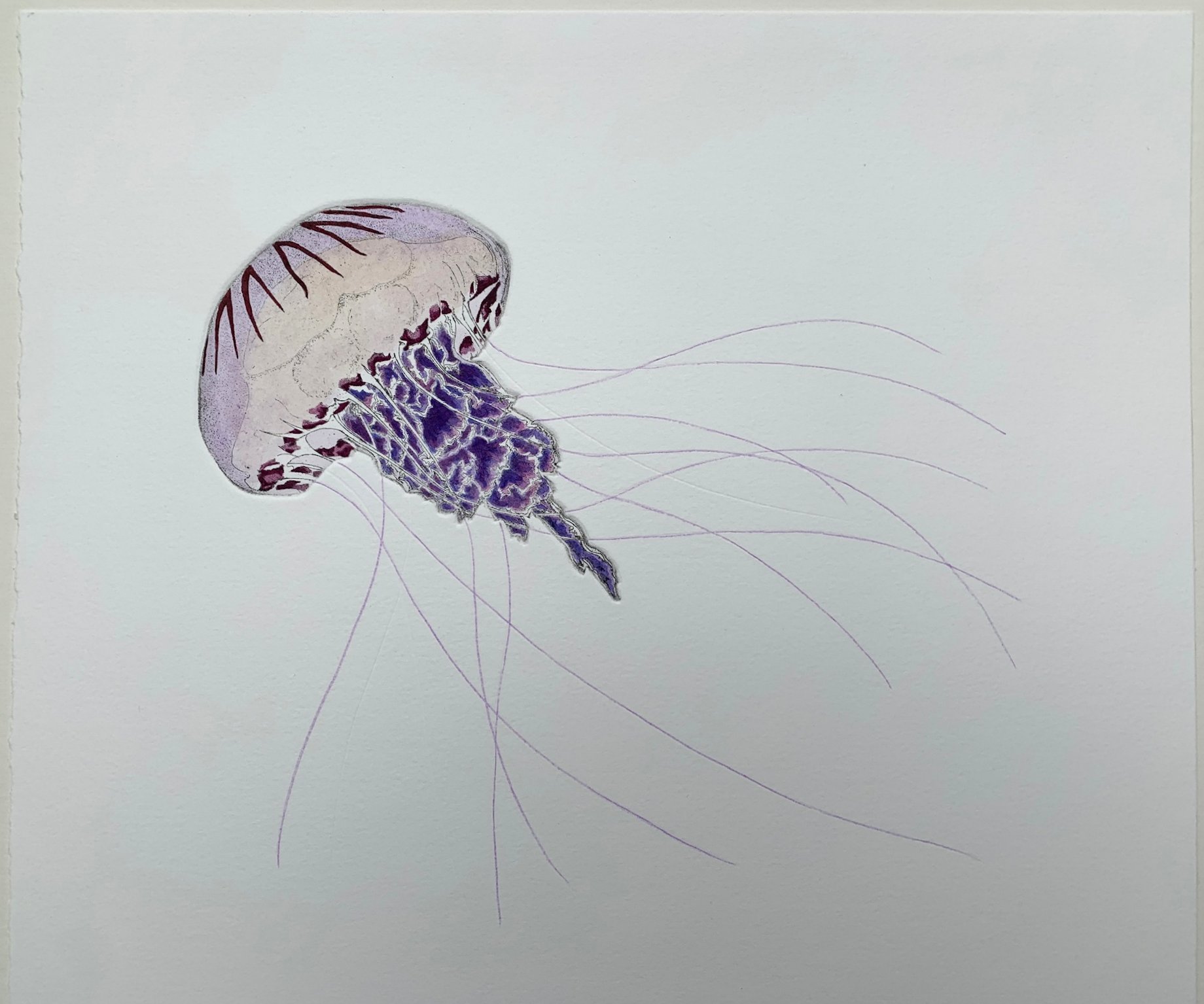 Medusa Jellyfish) Jellyfish Aprons Hand Coloured Etching