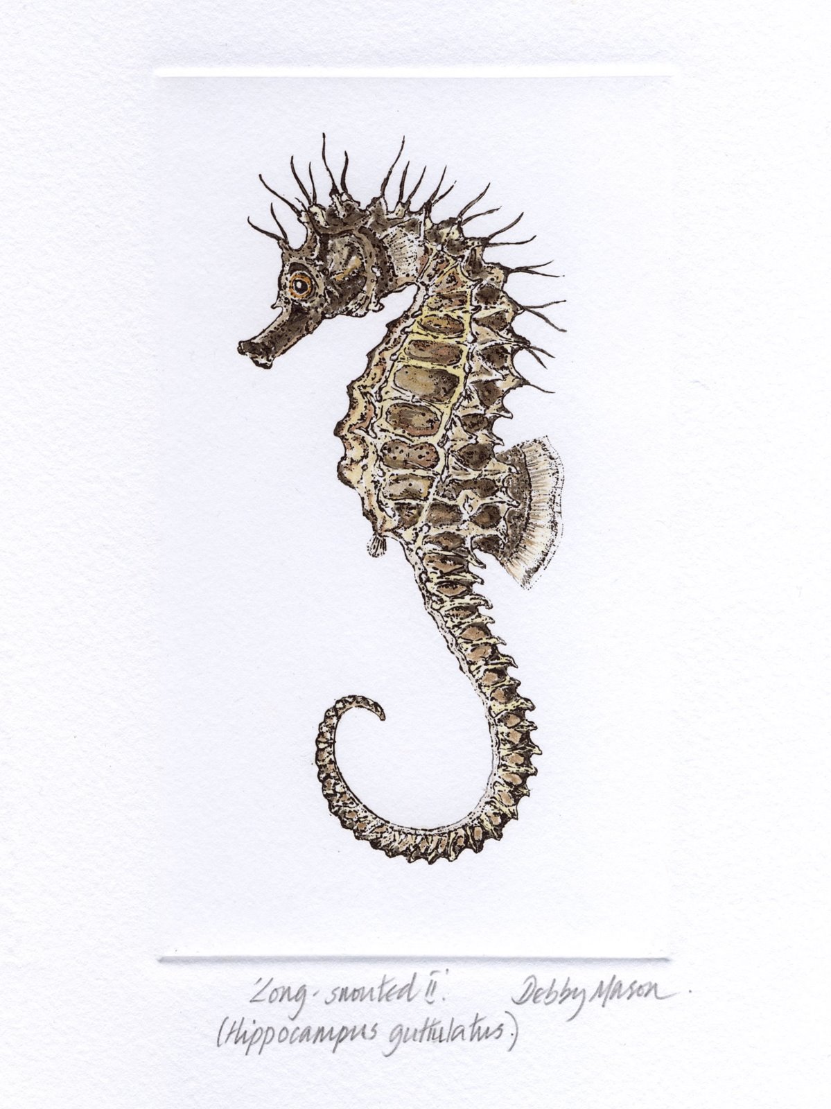 Long Snouted II (Hippocampus guttulatus) Sea Horses Small Prints Hand