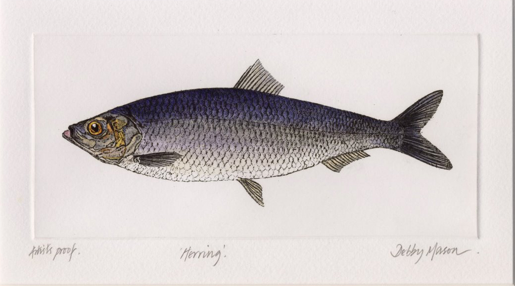 herring fish in malay