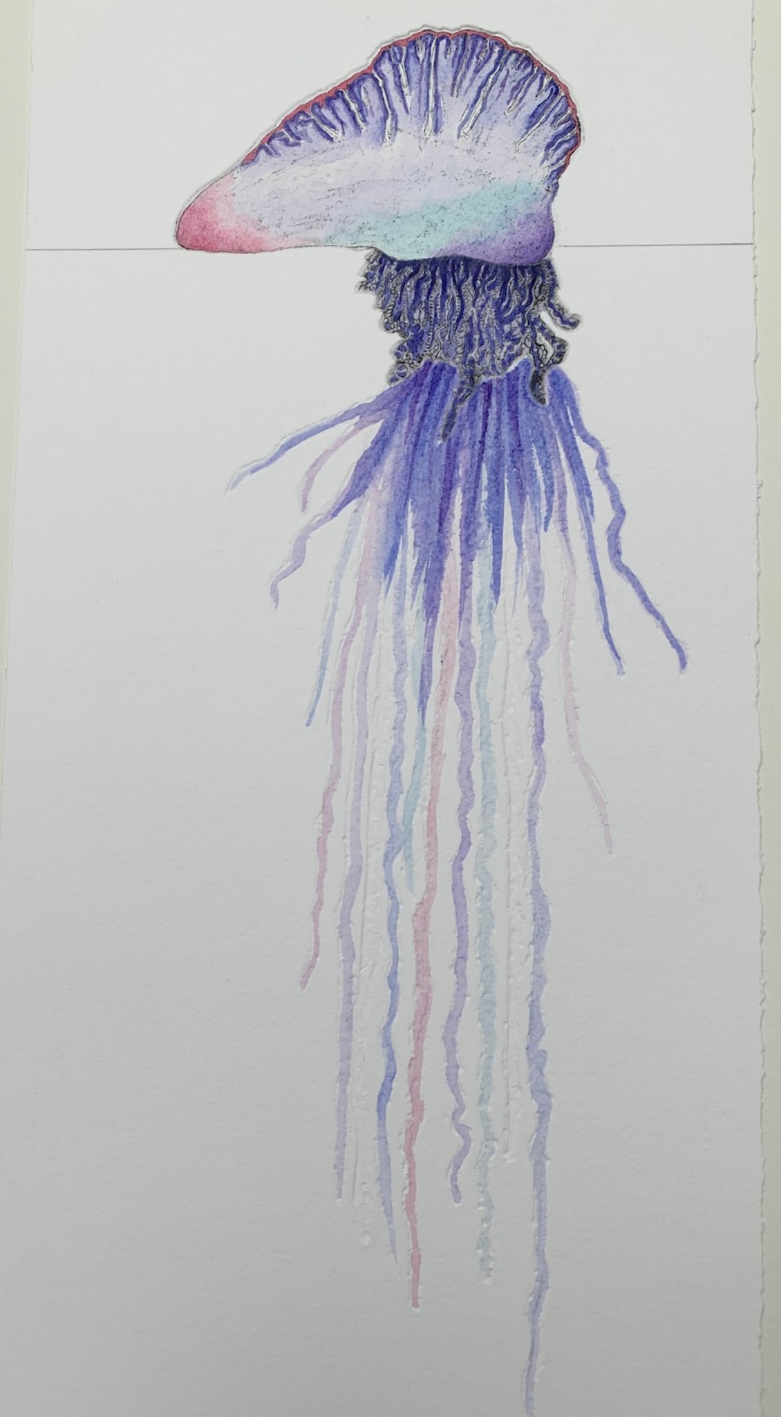 Giant Portuguese Man O War Jellyfish
