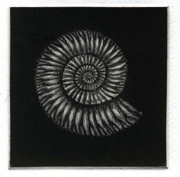 Ammonite in 'Molluscs'