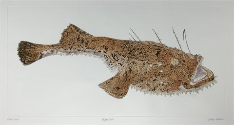 Angler (Monkfish)