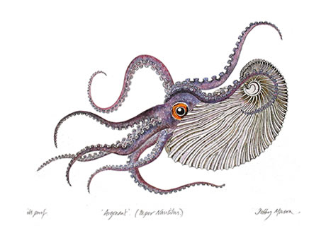 Argonaut in 'Cephalopods'