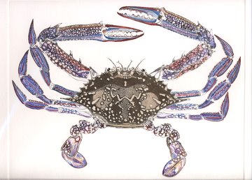 Blue Crab