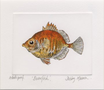 Boarfish in 'Salt Water Fish (UK)'