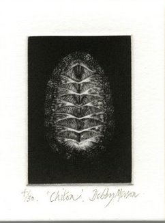 Chiton in 'Molluscs'