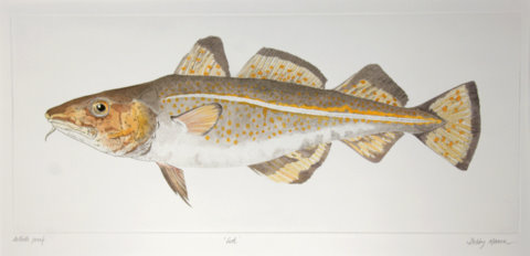 Cod in 'Salt Water Fish (UK)'