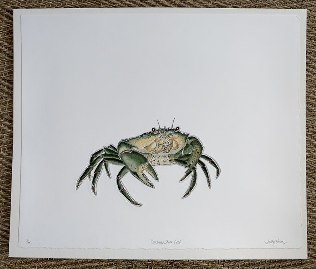 Common Shore Crab II