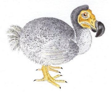 Dodo Dodo