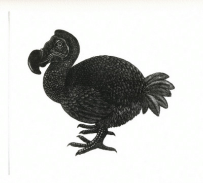 Dodo - Mezzotint in 'Birds'