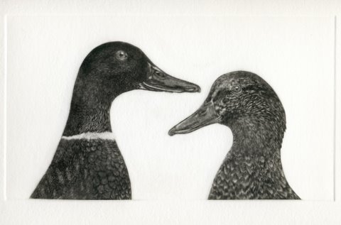 Ducks (From 'The Game Cook')