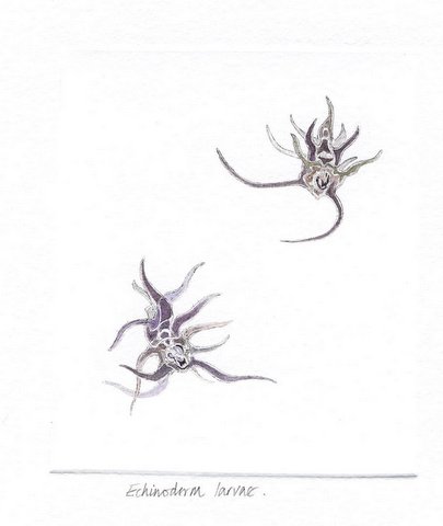 Echinoderm Larvae