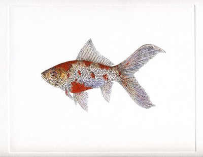 Goldfish in 'Fresh Water Fish'