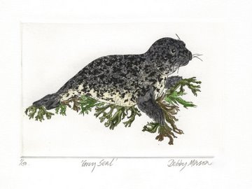 Grey Seal