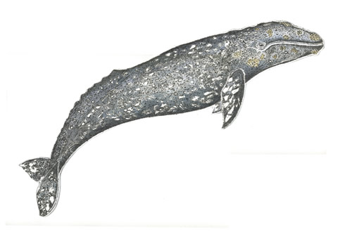 Grey Whale