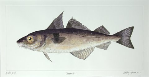 Haddock in 'Salt Water Fish (UK)'