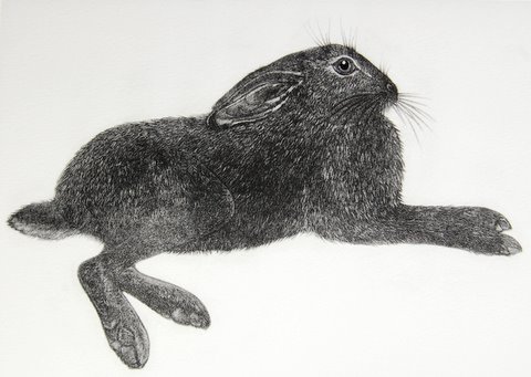 Hare II in 'Mammals'
