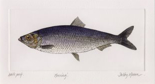 Herring in 'Salt Water Fish (UK)'