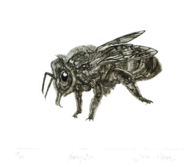 Honey Bee in 'Insects'