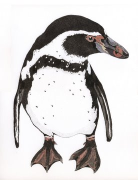 Humboldt Penguin in 'Birds'