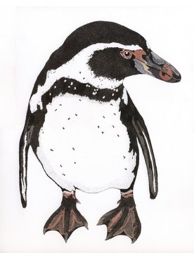 Humboldt Penguin