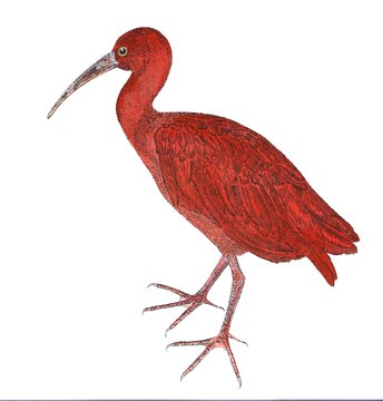 Scarlet Ibis in 'Birds'