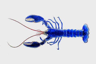 Lobster II in 'Crustaceans'
