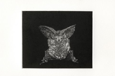 Long Eared Bat in 'Mammals'
