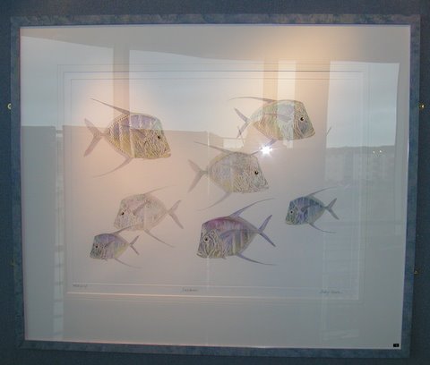 Lookdowns in 'Coral Seas'