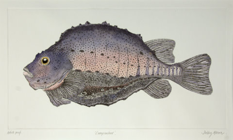 Lumpsucker in 'Salt Water Fish (UK)'