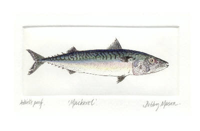 Mackerel in 'Salt Water Fish (UK)'