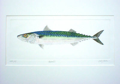 Mackerel II in 'Salt Water Fish (UK)'