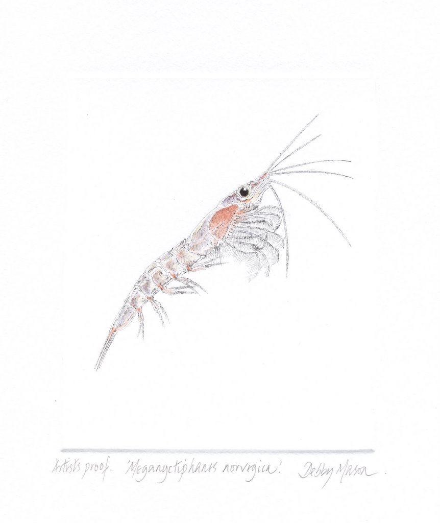 Meganyctiphanes norvegicus (Krill) in 'Plankton'