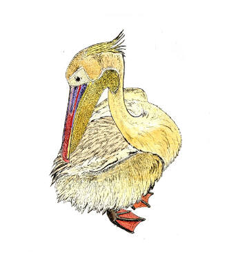 Pelican - Small