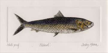 Pilchard in 'Salt Water Fish (UK)'